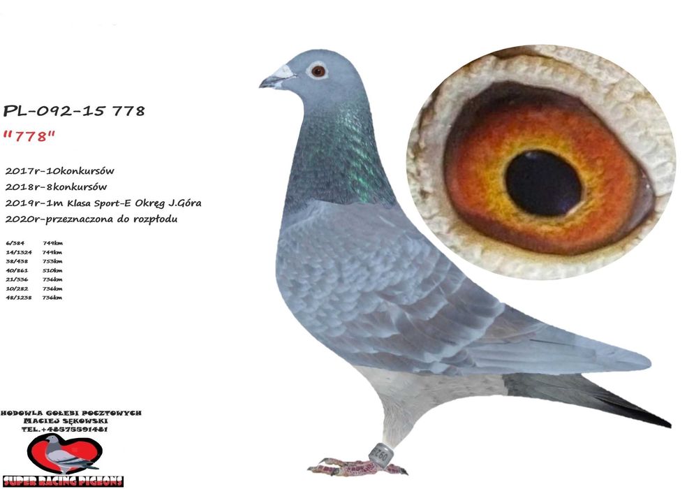 Sprzedam samiczke super lotniczke