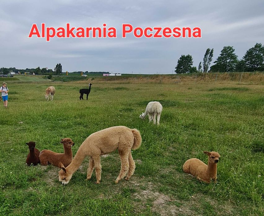 Alpaki Huacaya najwyższej jakości, oswojone