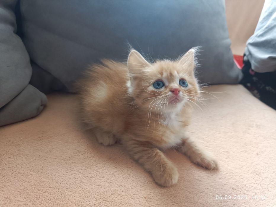 Віддам котиків в добрі руки