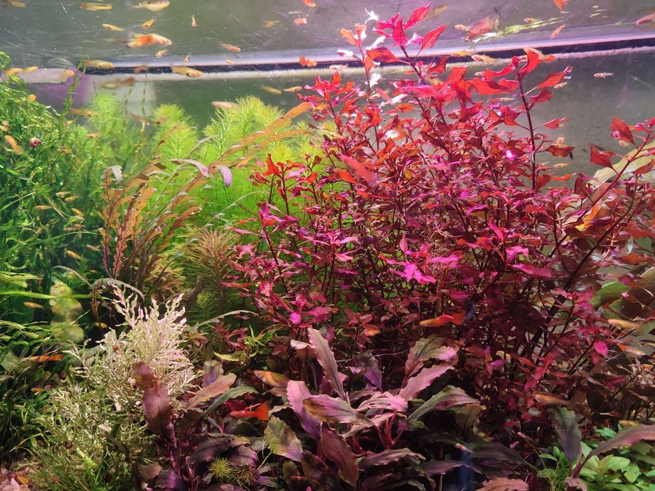 Аквариумные растения ( набор.)