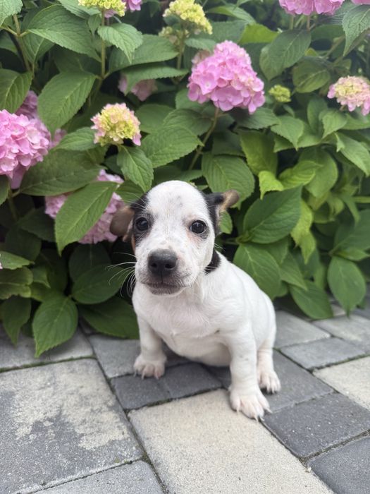 Jack Russell Terrier piesek szczeniak