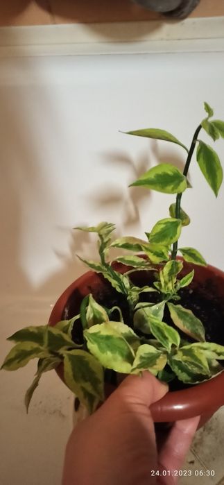 Педилантус титималовидний, приваблива рослина  30 см