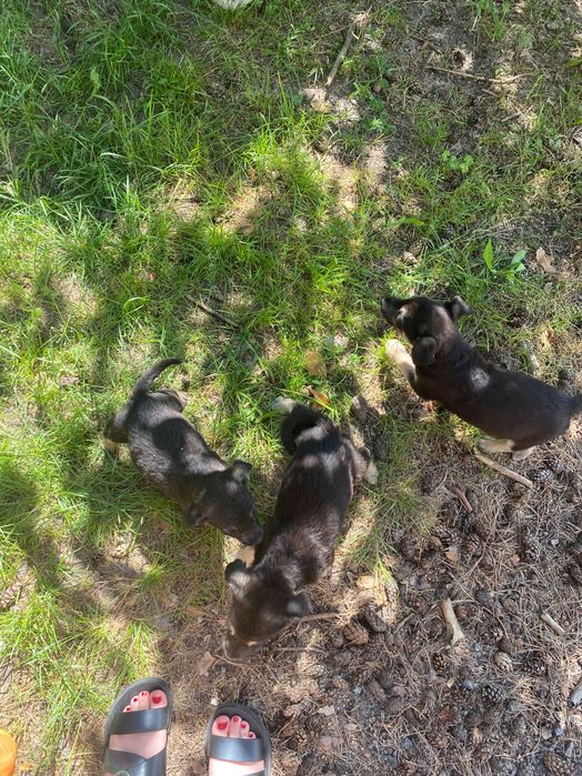 Безкоштовно собачки