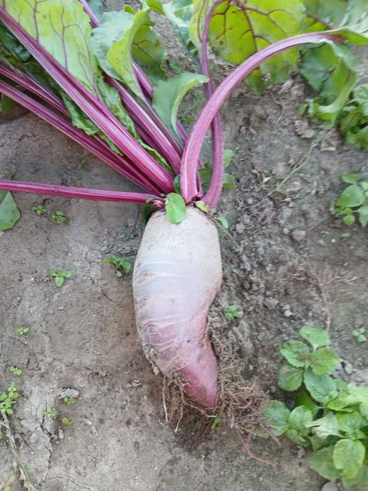 Buraki z wlasnego ogrodka