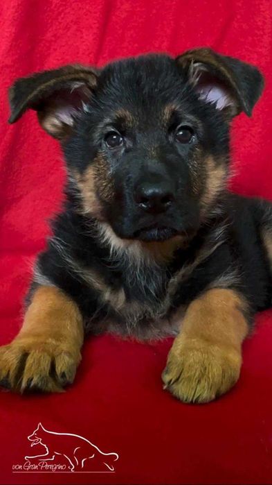 Owczarek niemiecki FCI