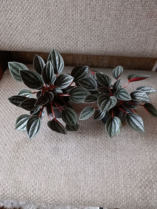 Peperomіa rosso))
