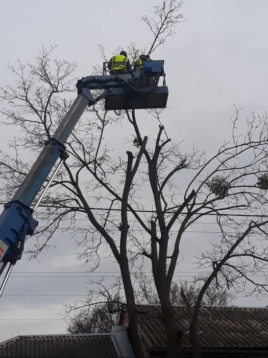 Спил аварійних дерев спиляти дерево бензопильщик вальщик