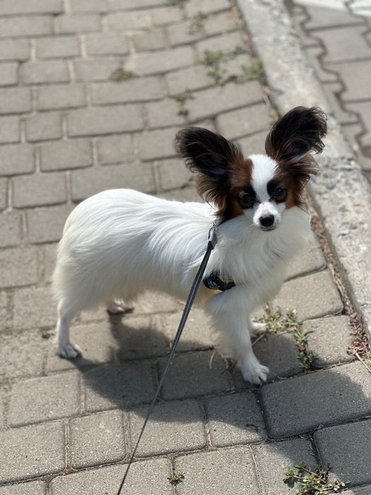 Французький папільйон