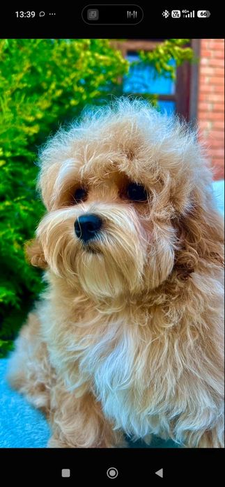 Мальтіпу міні тікап