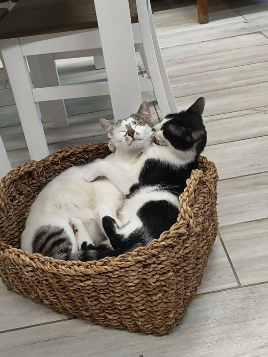 Mysio-Pysio kotek szuka domu adopcja Rybnik