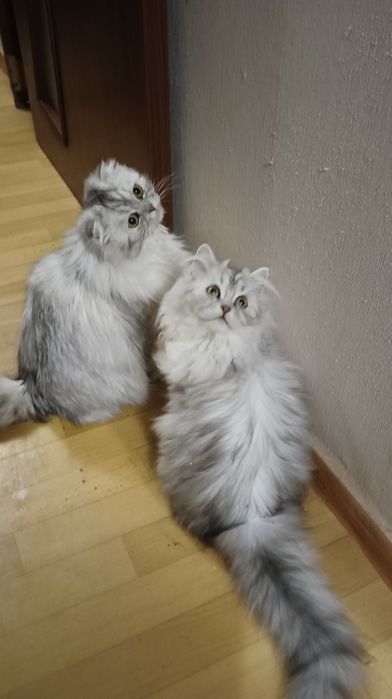 Шотландці хайленд довгошерсті, мармурові дівчатка