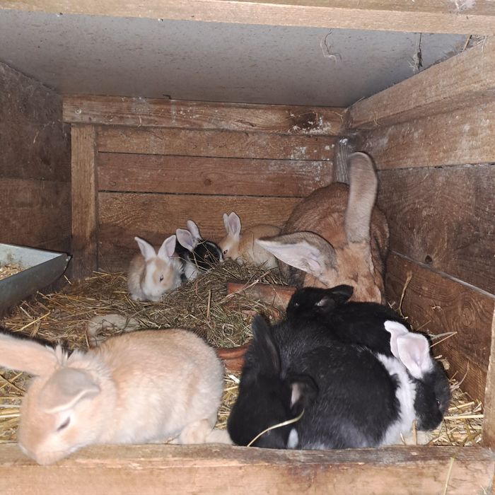 Sprzedam króliki lub zamienię