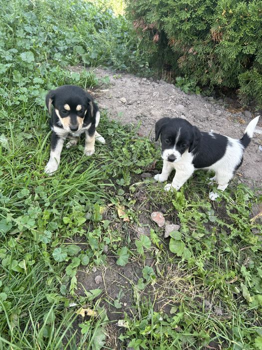 oddam w dobre ręce małe pieski