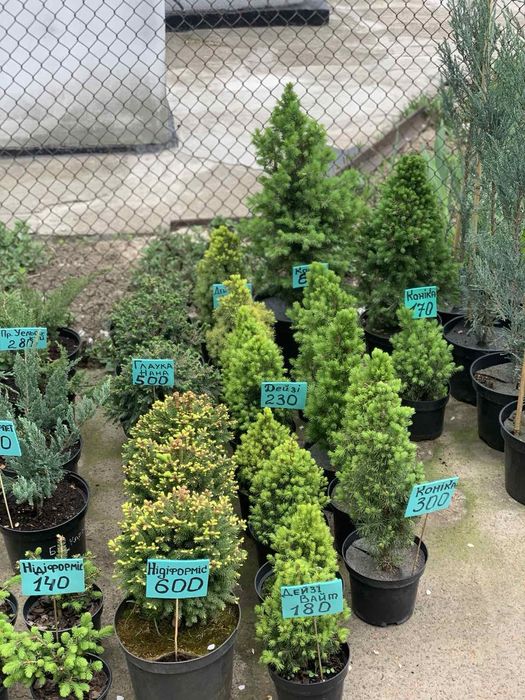 Туя Даніка, Міріям, Тедді, Хозері. Куляста, шаровидна західна туя.