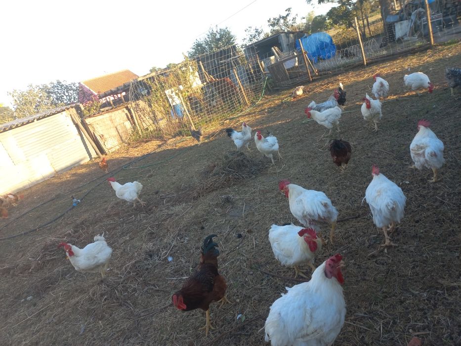Vendo galos caseiros