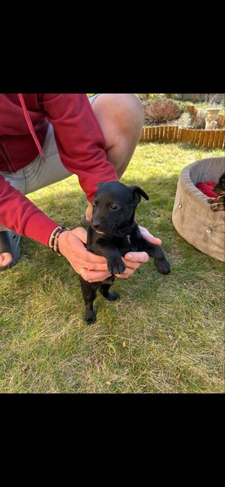 Oddam za darmo pieski odrobaczone/zaszczepione