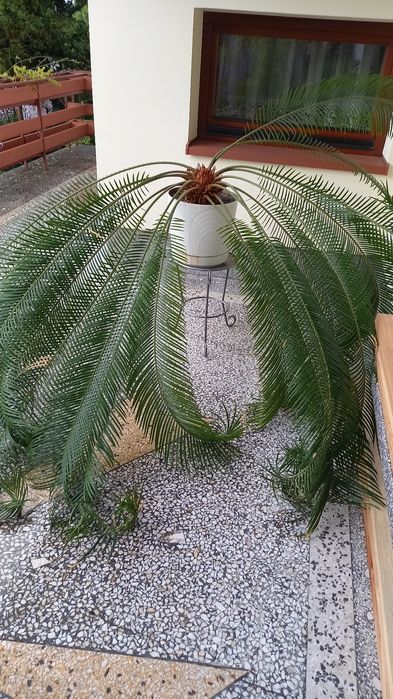 Cykas 16 letni zdrowy piekny