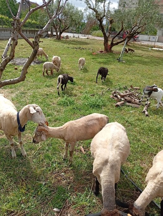 Para Mudar de pasto três Ovelhas  merino alemã