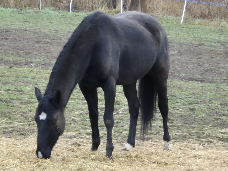 Sprzedam wałacha AQH karego