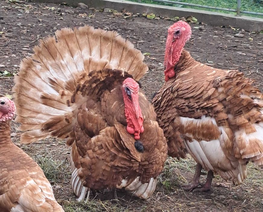 Сім'я індиків - червоний бурбон.