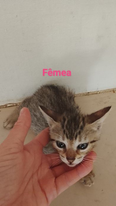 Da se gatinhos bebe