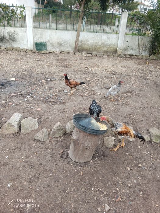 Vendo galinhas frangos caipira 100 por cento  natural criado ao ar liv