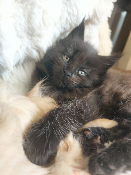 Maine coon kicia