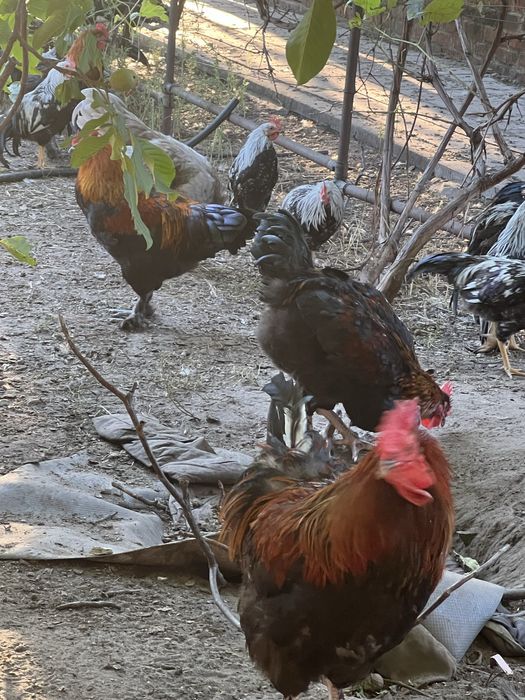 Петухи марана.