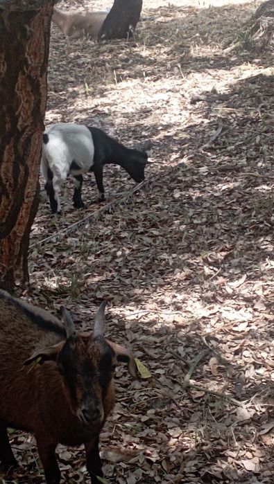 Cabras Anãs Chibo Anão