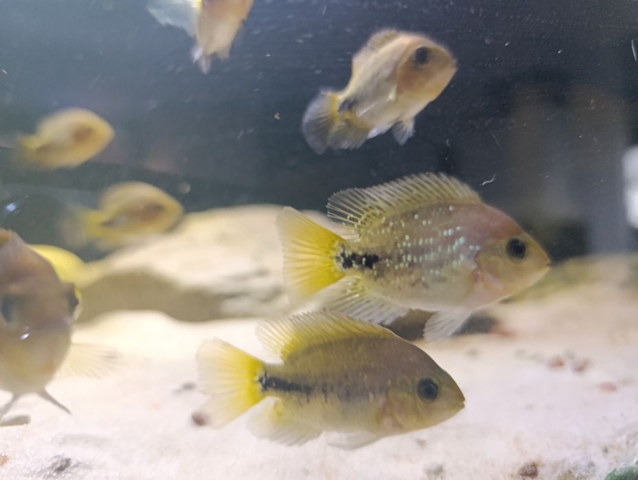 Pielęgnica wielobarwna  wysyłam (Vieja Synspila)