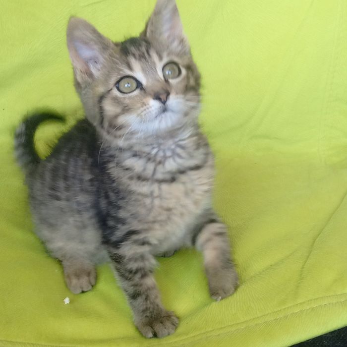 Кошенятко безкоштовна