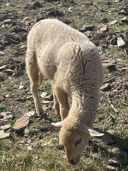 Vendo borrego  muito mansinho