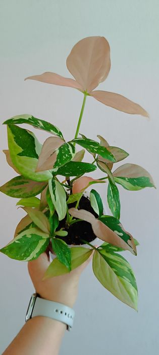 Syngonium Red Spot Tricolor