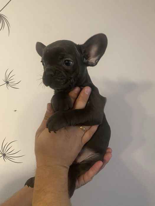 Buldog francuski blue wyprawka, metryczka , czip