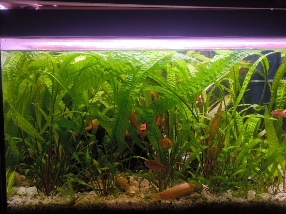 Kryptokoryna karbowana