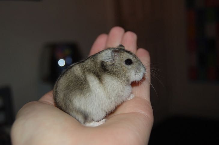 Hamister anão Russo