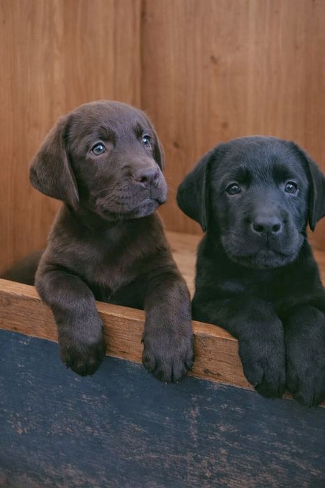 Цуценята лабрадора