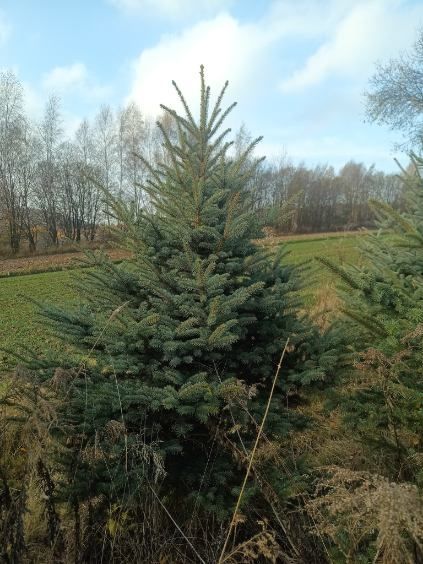 Choinki świerk  srebrny 1.6 -270