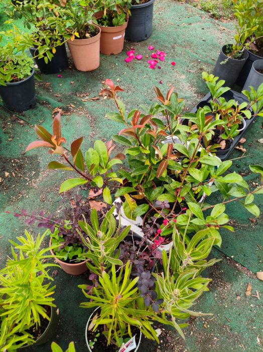 Photinia Red Robin - planta em vaso
