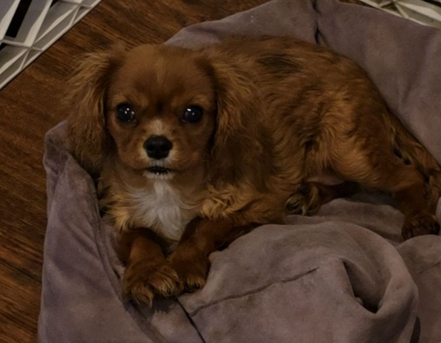 Cavalier King chłopczyk