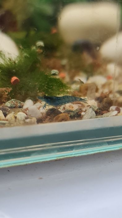 Caracóis de Água Doce