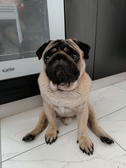 Вязка Мопс хлопчик