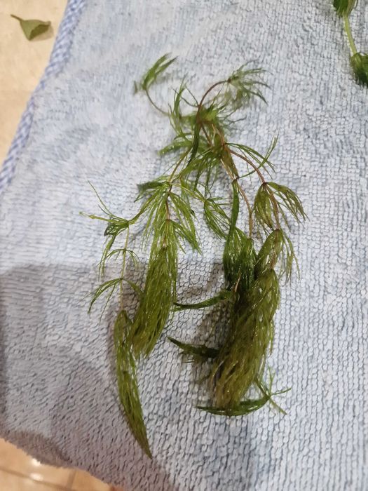 Roślinki akwariowe 5 zl woreczek