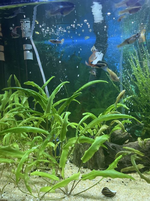 Aquario completo