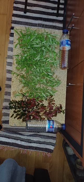 Plantas aquário baixa manutenção.