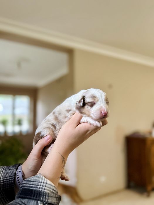 Chłopiec red merle owczarek australijski - odbiór koniec czerwca!