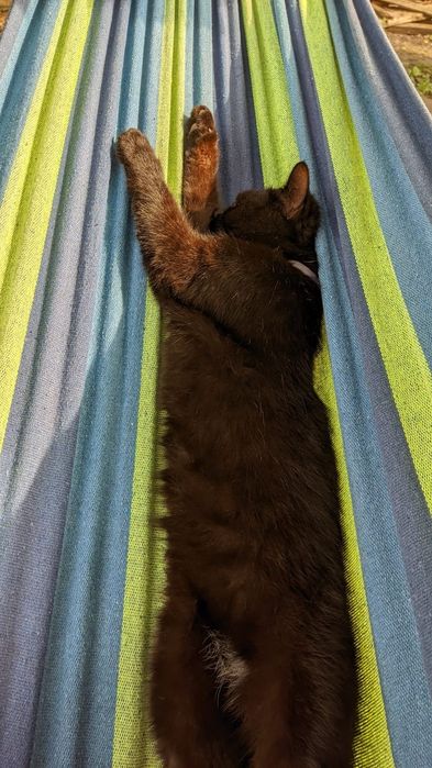 Пропал кот в районе Черевковки