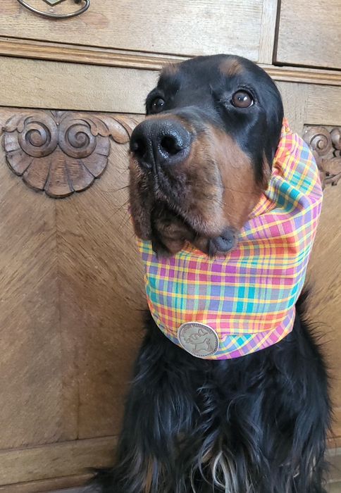Snoody bawełniane,nauszniki dla psów dlugouchych, spanieli,