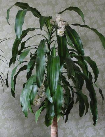 Фото драцены комнатной фото с названиями Фото драцены комнатной фото с названиями