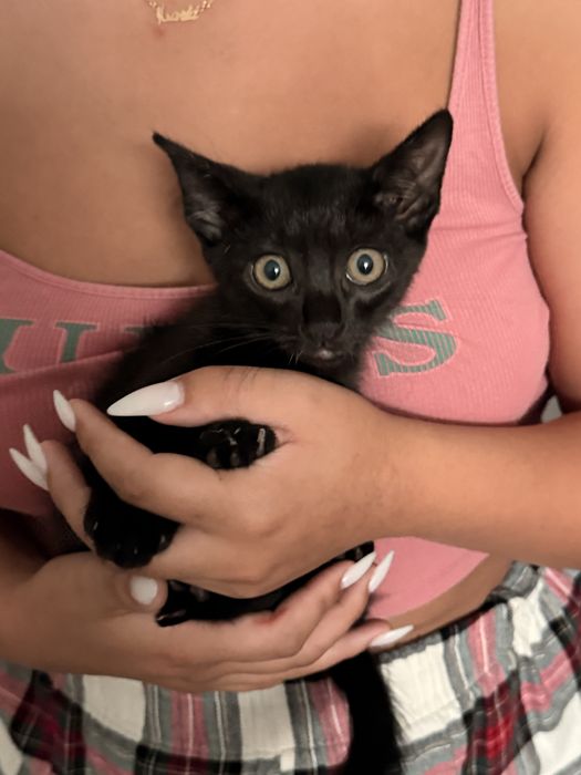Gatinhos para dar